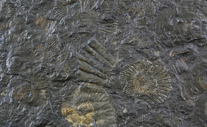 Dactylioceras Ammonite Cluster - Posidonia Shale #23187
